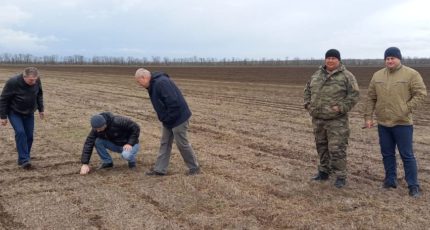 Аграрии на Ставрополье продемонстрировали посевы по технологии no-till