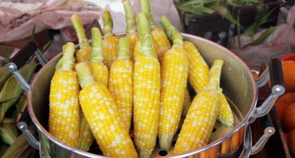 Россельхознадзор выявил первый случай ГМО в импортных семенах кукурузы