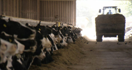 Практика кормления коров полносмешанным рационом (TMR)