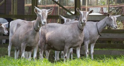 Тоггенбургских коз закупил агрохолдинг «АгриВолга» для производства органического молока и сыра