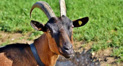 Настройка рубца козы для весеннего выпаса – основные моменты