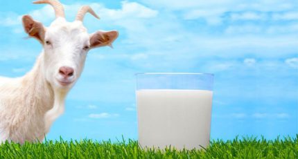 Органические козьи молоко и сыр начнут производить в России