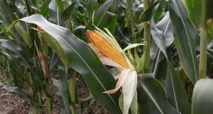 Производство отечественных гибридов кукурузы хотят нарастить в РФ