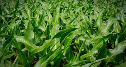 Оборудование для внесения навоза в растущую кукурузу решит 3 важных проблемы