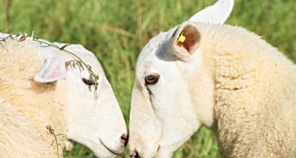 Овцы вместо гербицидов