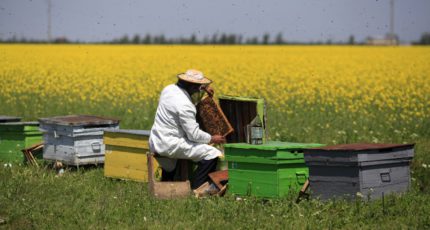 Как обеспечить безопасность пасек при применении пестицидов