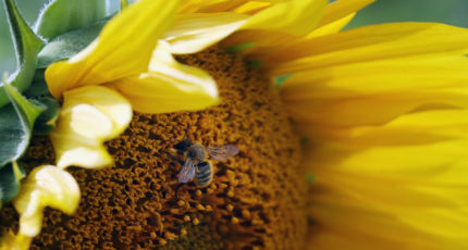 Минсельхоз России внес изменения в проект правил содержания медоносных пчел
