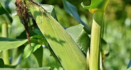 Стресс от засухи улучшает качество кукурузного силоса: правда или миф