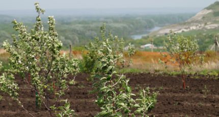 Продолжается контроль процессов органического производства в хозяйствах Воронежской области