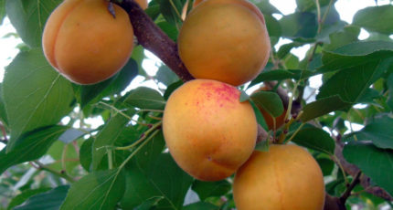 Новый сорт зимостойкого абрикоса внесен в Госреестр