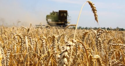 Воронежская область в 2020 году стала рекордсменом по производству зерна