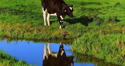 Гладкий ген у коров голштинской породы дает устойчивость к тепловому стрессу