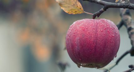 В Липецкой области соберут урожай органических яблок