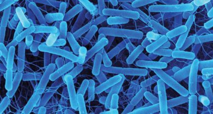 Нужно ли проводить исследования кормов на наличие микроорганизмов?