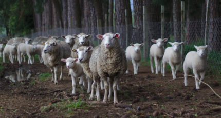 Первый в России центр разведения овец оксфорд-даун создадут в 2023 году