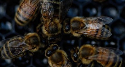 Болезни пчел: чем отличается американский гнилец от европейского