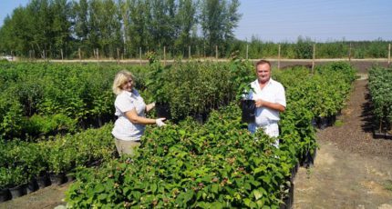 Плодово-ягодные питомники в Воронежской области освоили производство саженцев в контейнерах