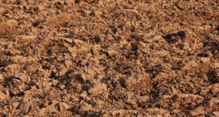 Национальный стандарт здоровья почвы могут ввести в Канаде