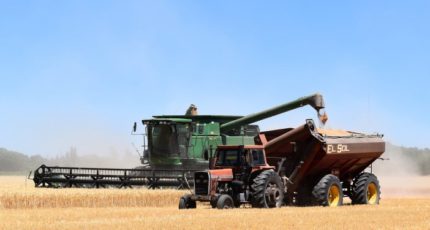 Минсельхоз США: мировое производство пшеницы в новом сезоне может стать рекордным