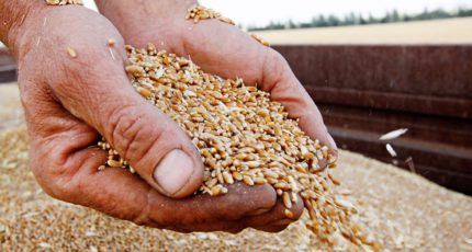 Как будет развиваться зерновой рынок в 2021 году?