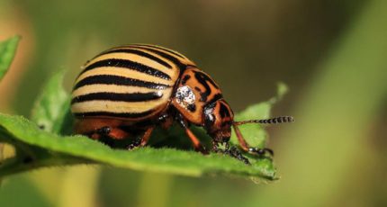 Борьба с колорадским жуком народными средствами от хренового навоза до золы – 5 способов
