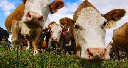 Экономические и ветеринарные аспекты влияния теплового стресса на сухостойных коров