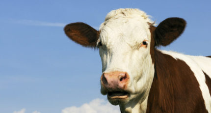 «АгриВолга» будет продавать племенной органический молочный скот