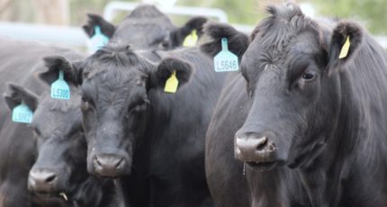 Минсельхозу предлагают отложить вступление в силу новых правил убоя скота