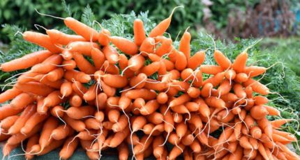 Подкормки для морковки по схеме повышенной урожайности