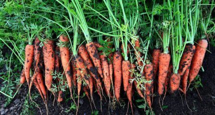 Научный взгляд: как влажность почвы влияет на качество моркови