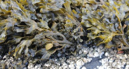 Польза морских водорослей для сельхозскота оказалась мифом?