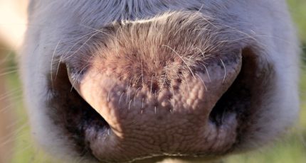 Распознавать коров по рисунку носа умеет новое мобильное приложение удмуртской компании