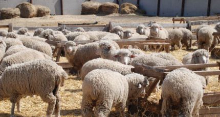 Порода овец Советский меринос сохранилась в Ставропольском крае