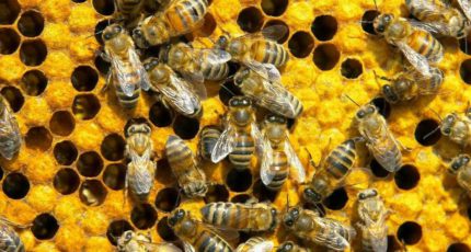 Страхование пчеловодства – на особых условиях