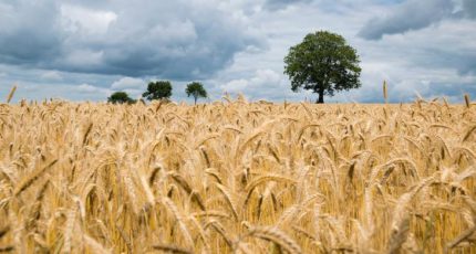 Слово о пшенице замолвим