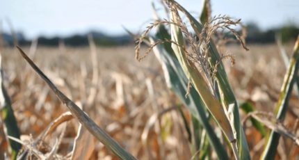 Температурный стресс: как защитить сельхозкультуры