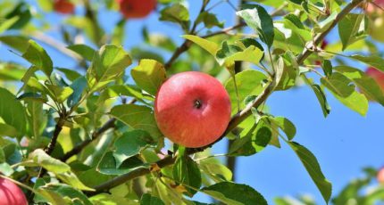 Подкормка яблонь летом и роль удобрительных столбов