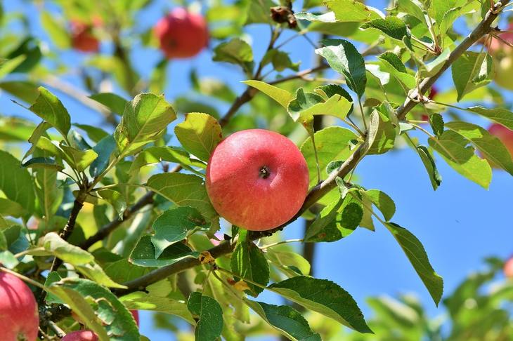 Подкормка яблони летом