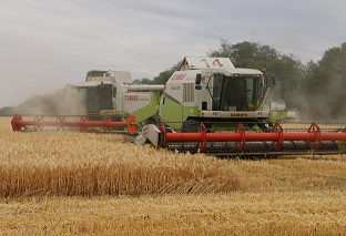 Воробьёвский район: Растениеводы приступили к уборке ярового ячменя и озимой пшеницы