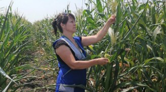 В Россошанском районе проводятся полевые обследования на участках гибридизации кукурузы