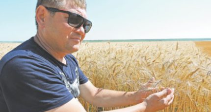 Кантемировский район: В районе началась уборка зерновых
