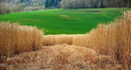 Органическая намазка на почву из мискантуса и навоза может стать новым эко-удобрением