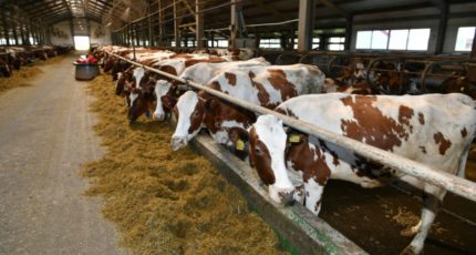 Кантемировский район: Животноводы заготавливают корма для зимовки скота и приступили к подготовке помещений