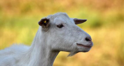 Не отморозить козе уши: молочное козоводство в США с точки зрения практиков и теоретиков