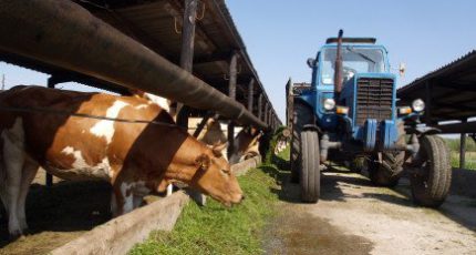Минсельхоз опасается нехватки кормов для животноводов