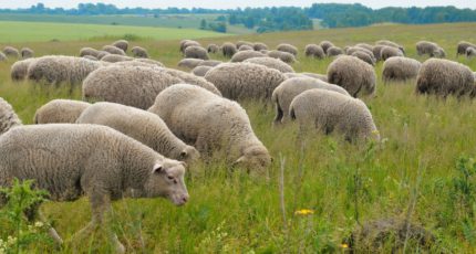 На Ставрополье разводят овец с мраморным мясом