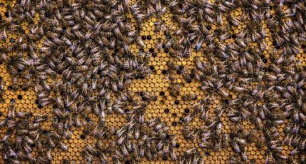 Тайну гибели скота от алколоидов и пчел с зайцами от пестицидов раскрыли при помощи спецтехнологии