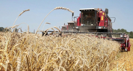 В Россошанском районе проводится уборка зерновых