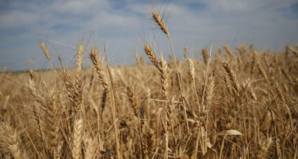 В Воронежской области собрали первый миллион тонн зерна нового урожая