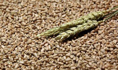 Минсельхоз разрабатывает подпрограмму по развитию селекции и переработки зерновых культур